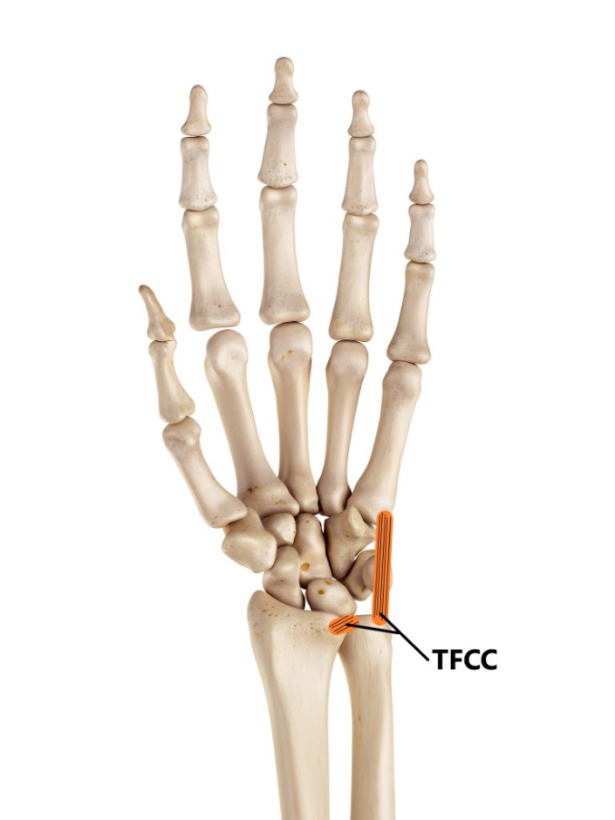 Sports injury conditions TFCC Injury – Wrist Injury – The Body Rehab